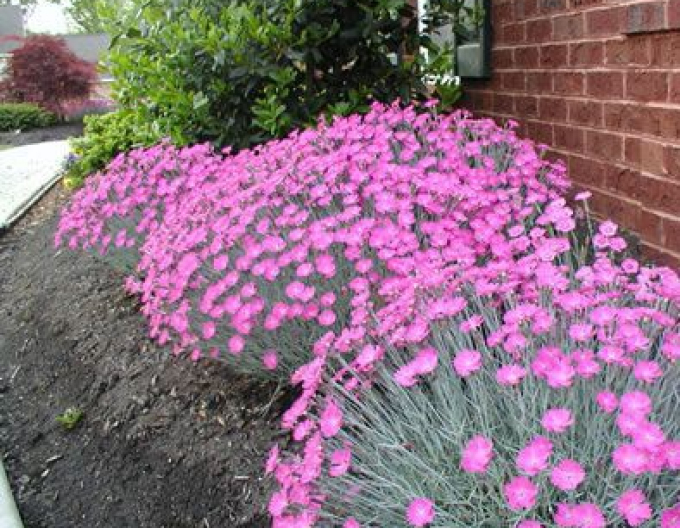 Gewürznelke Rosa