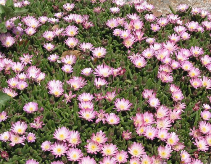 Delosperma Beaufort West