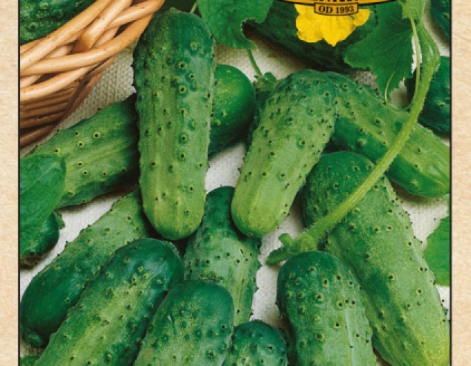 Gurkensetzlinge Cornichon De Paris