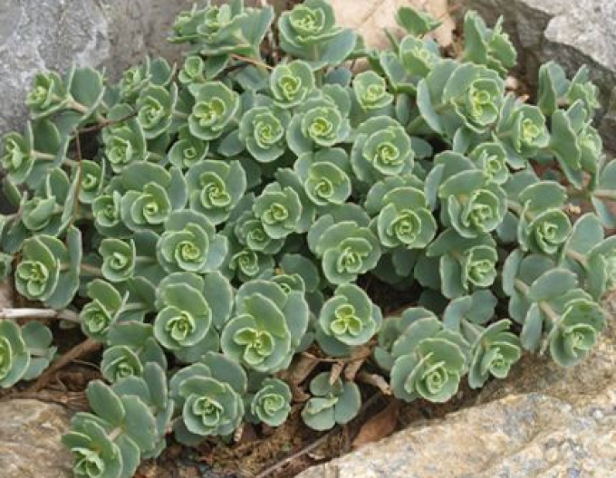 Fetthenne "Sieboldii" 1L