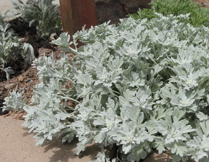 Palina "Silberner Brokat"