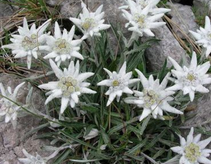 Soulié-Edelweiß ´Alpina White´