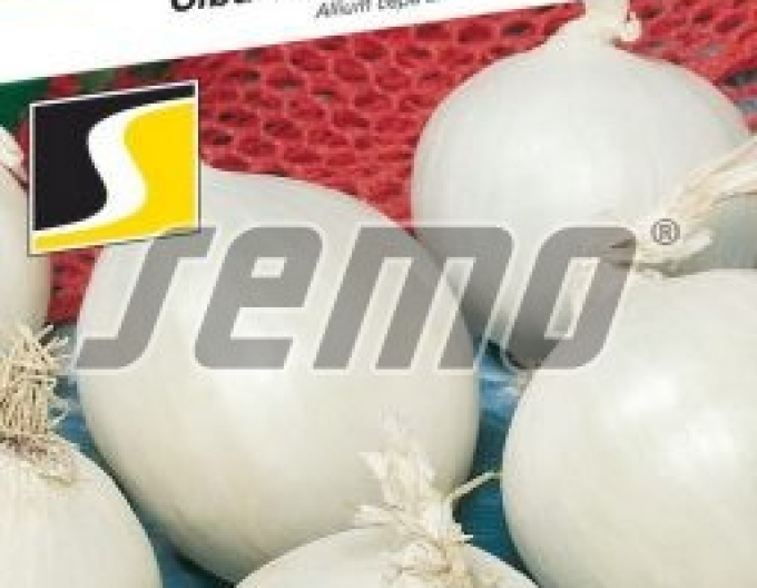 Semo Frühlingszwiebel Albienka