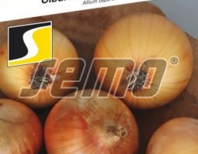Semo Zwiebel Winteria
