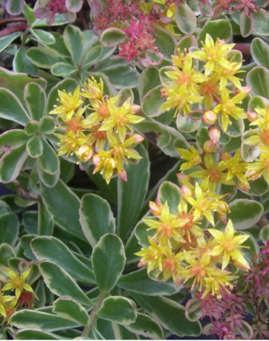 Kamtschatka-Fettblatt Variegatus