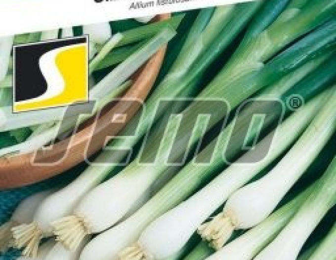Semo Zwiebel Gerda