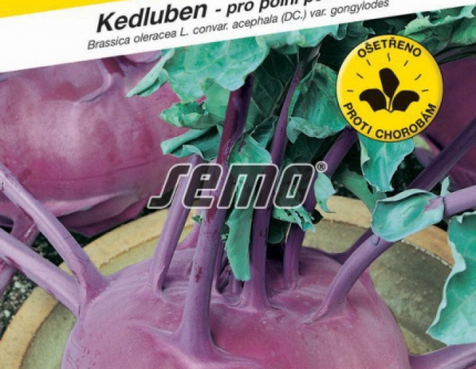 Semo Kaleráb Violeta