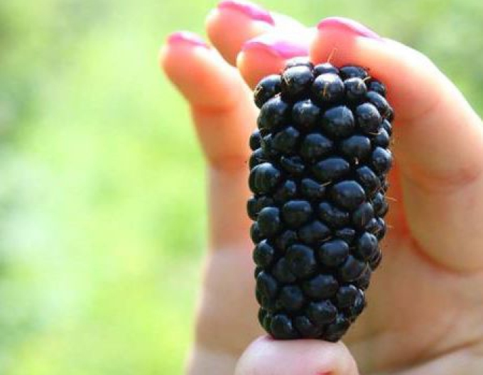 Brombeere Orkan