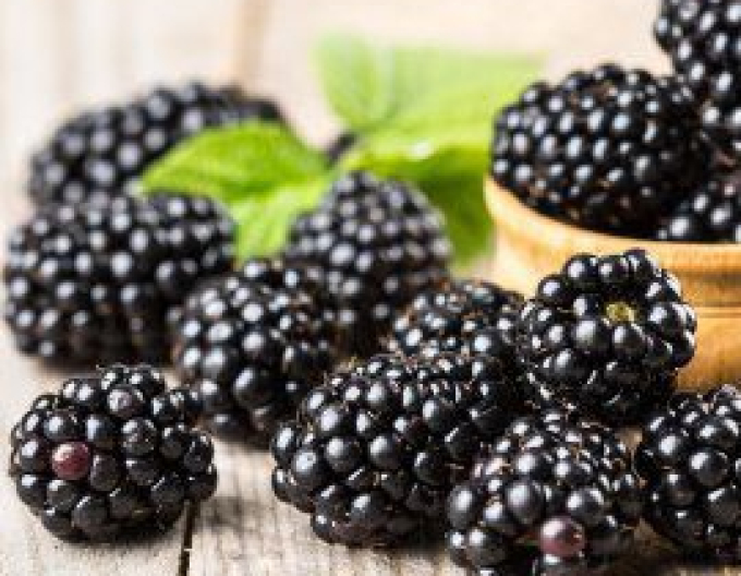Brombeere Dornenlos Immergrün