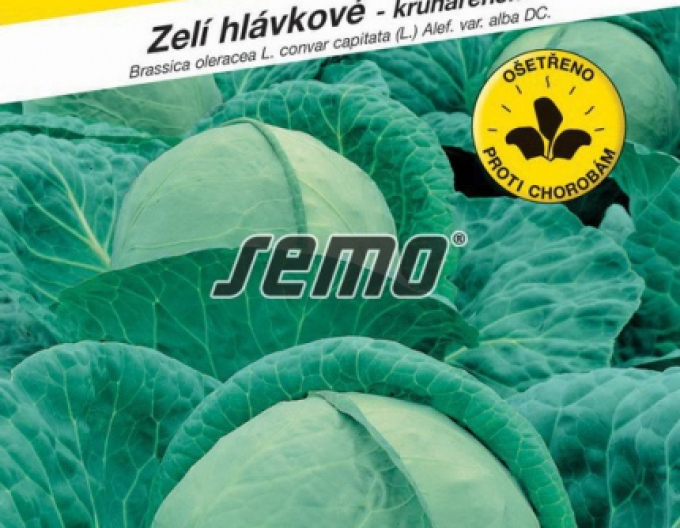 Semo Weißkohl Pavlo F1