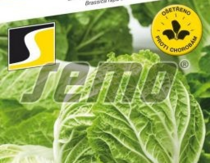Saatkohl Rapid F1