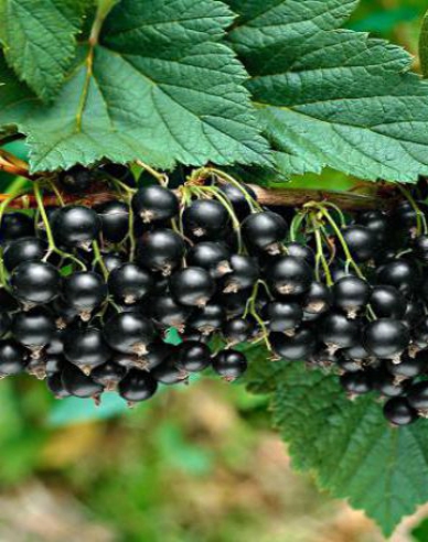 Schwarze Johannisbeere Otelo Hochstämmchen, cont. 2l