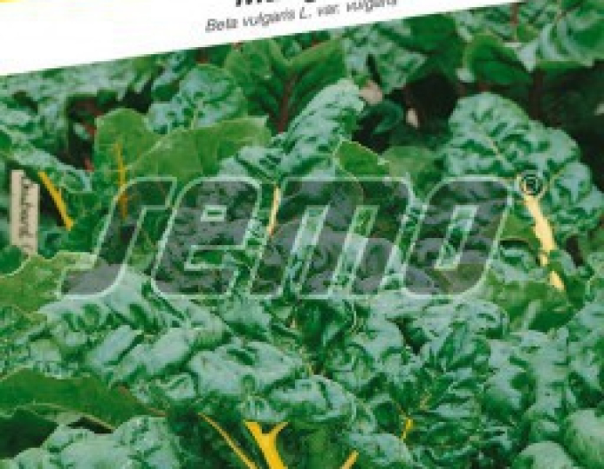 Semo Mangold Bright Yellow F1