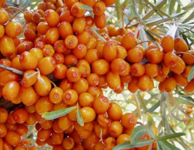 Sanddorn weiblich Frugana