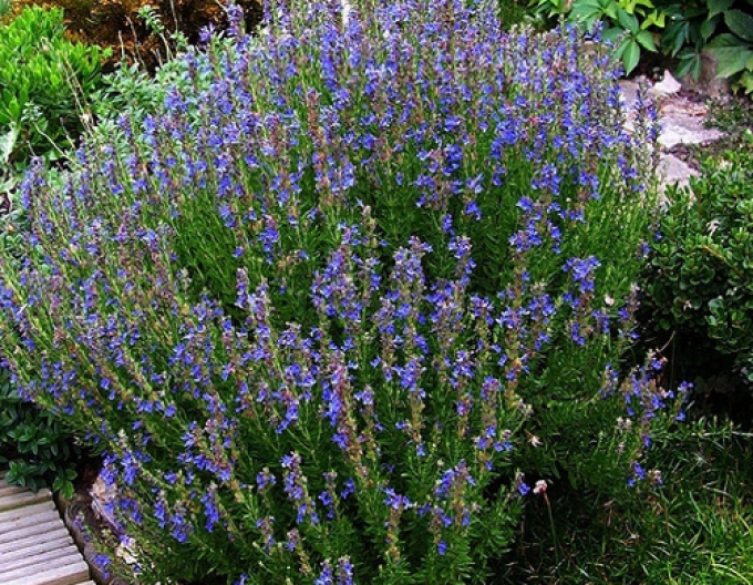 Ysop officinalis