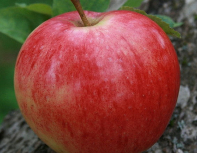 Apfelbaum Discovery auf M9, wurzelnackt