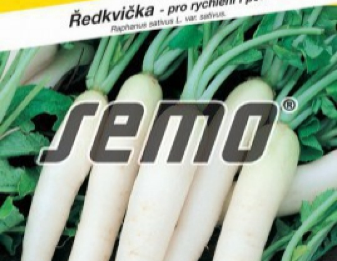 Weißer Rettich Samen Rampouch