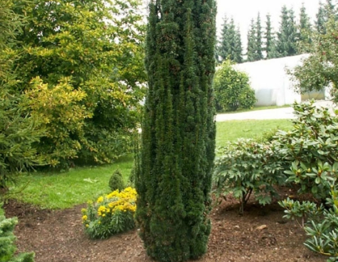 Bechereibe Hicksii