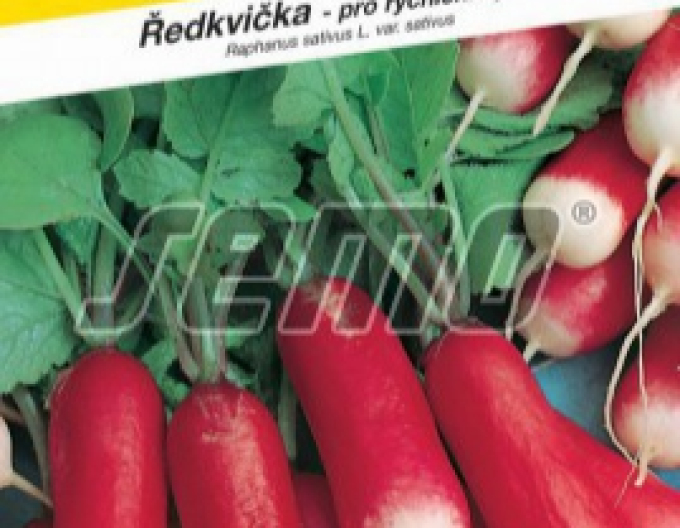 Semo Radieschen Slavia