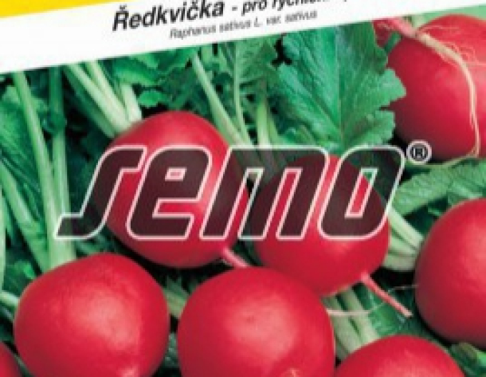Rote Rettichsamen Saxa 2