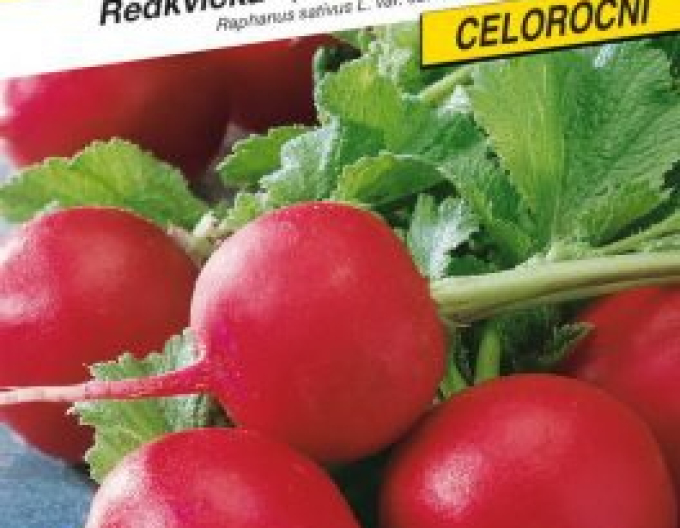 Semo Radieschen Katrena F1