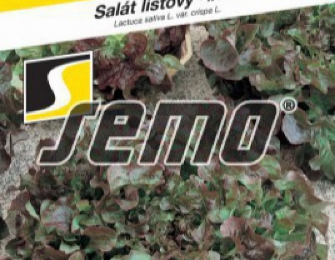 Saatgut Salat Dubared