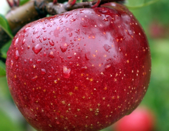 Apfel James Grive Red, auf A2, wurzelnackt