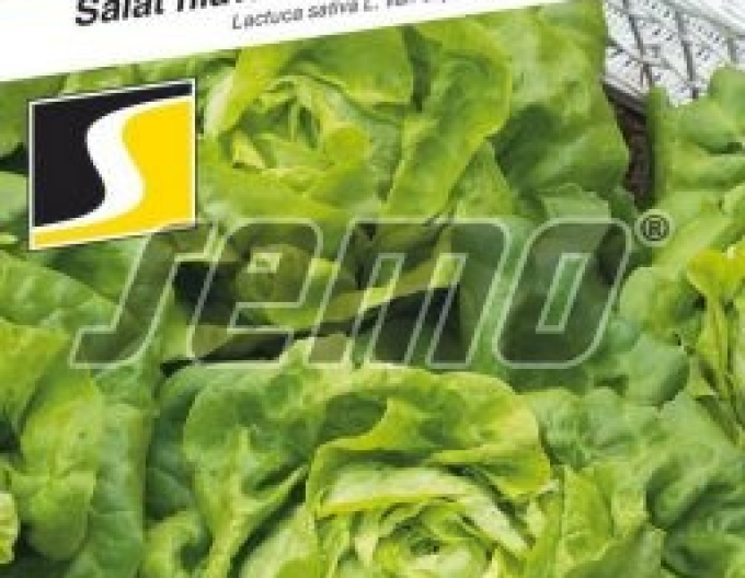 Semo Kopfsalat Hakon
