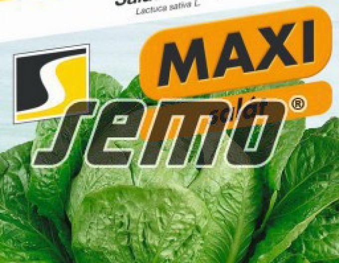Semo Römischer Salat Globe