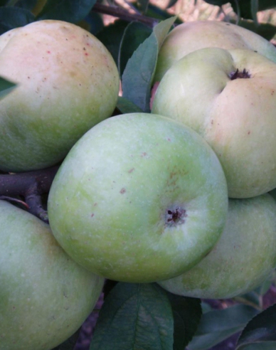 Apfel Weißer Klarapfel, auf M9, Cont. 5l