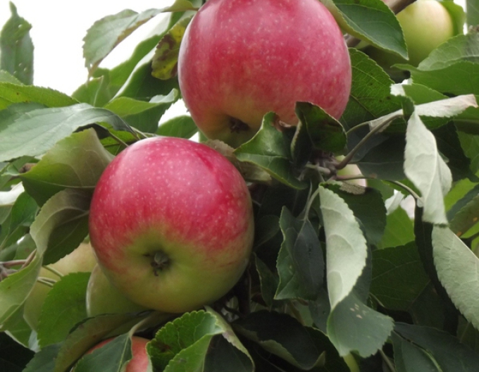 Apfel Champion, auf  A2, Cont. 5l