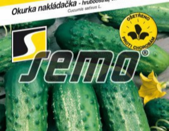 Saatgurke Iwonna F1