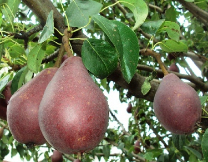Birne Clapps Red Sommer