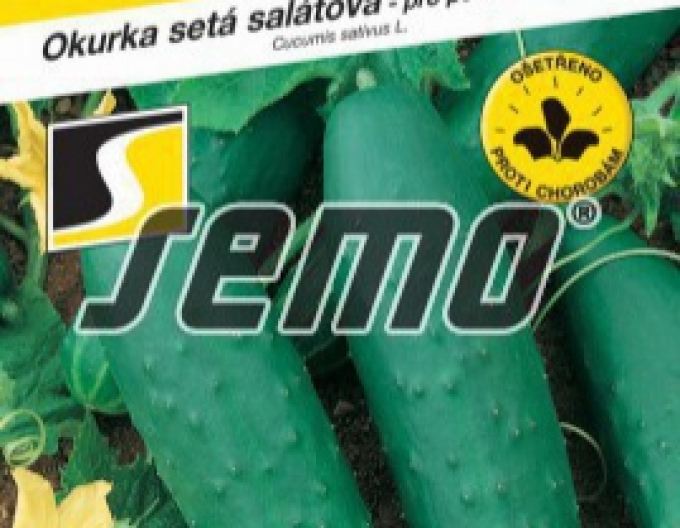 Semo Salatgurke Cheer F1