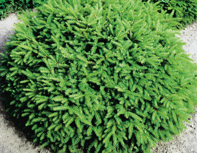 Fichte "NIDIFORMIS"