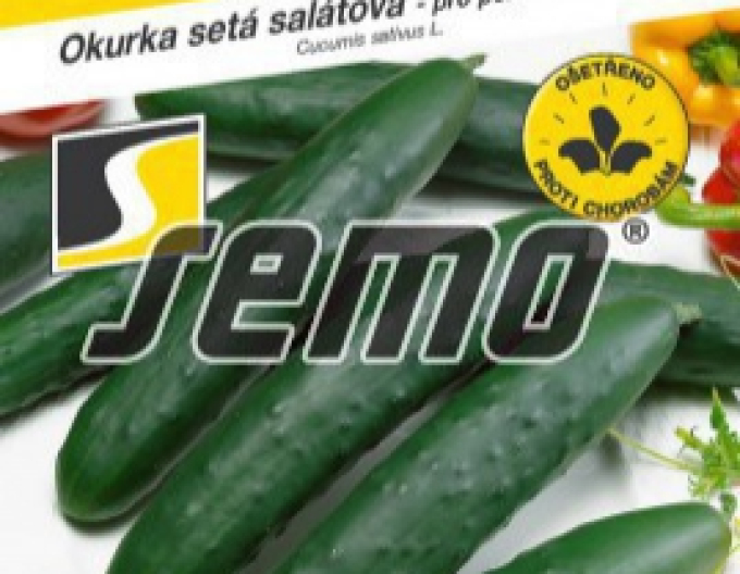 Semo Salatgurke Amanda F1