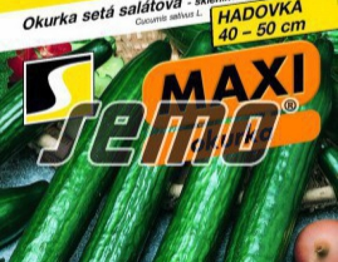 Semo Salatgurke Orca F1