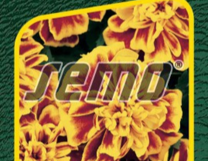 Semo Tagetes Bonanza Bee