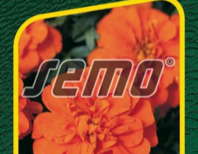 Semo Tagetes Bonanza Deep Orange