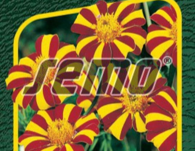 Semo Tagetes Mr. Majestic