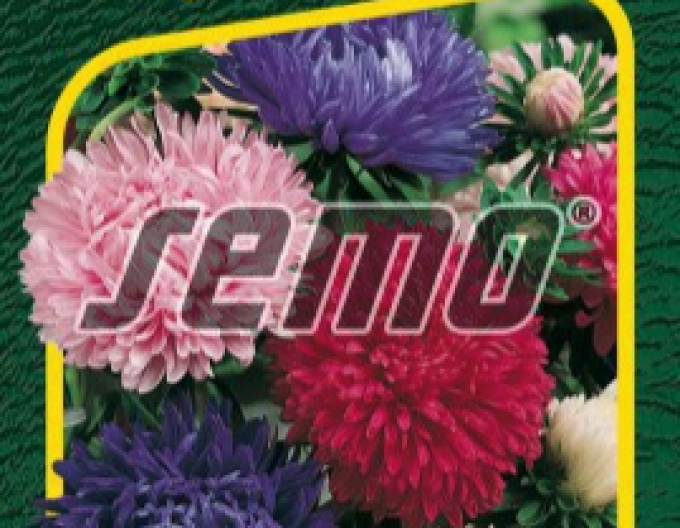 Saatgut der Chinesischen Aster Pivoine