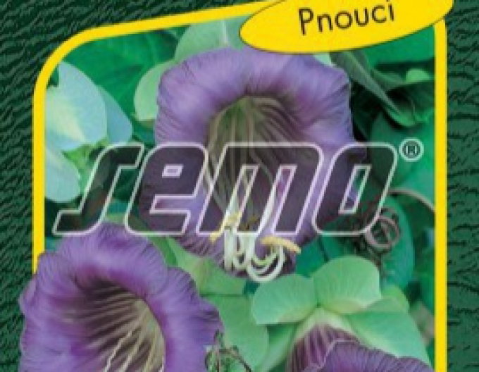Semo Kobea Blue Bell
