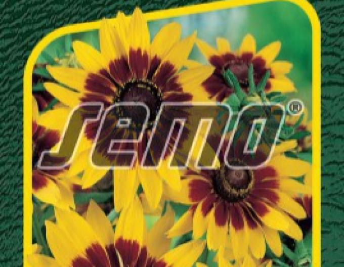 Semo Rudbekia Gloria Daisy