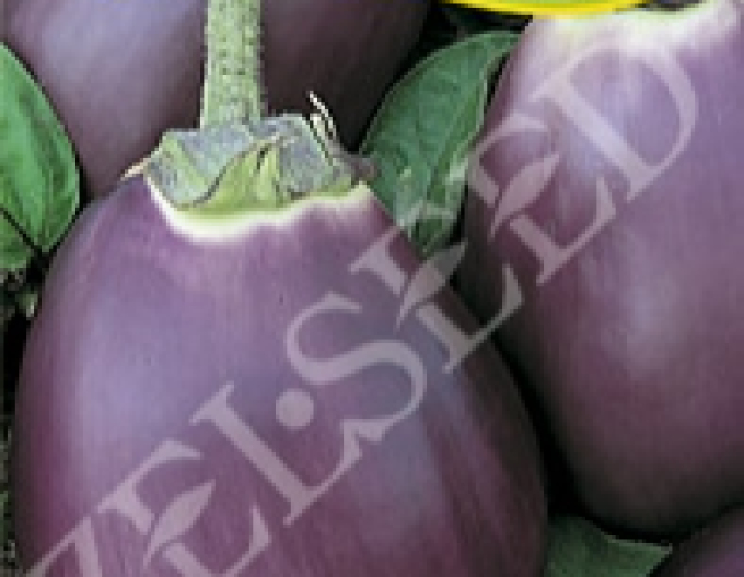 Zelseed Aubergine  Czech Early
