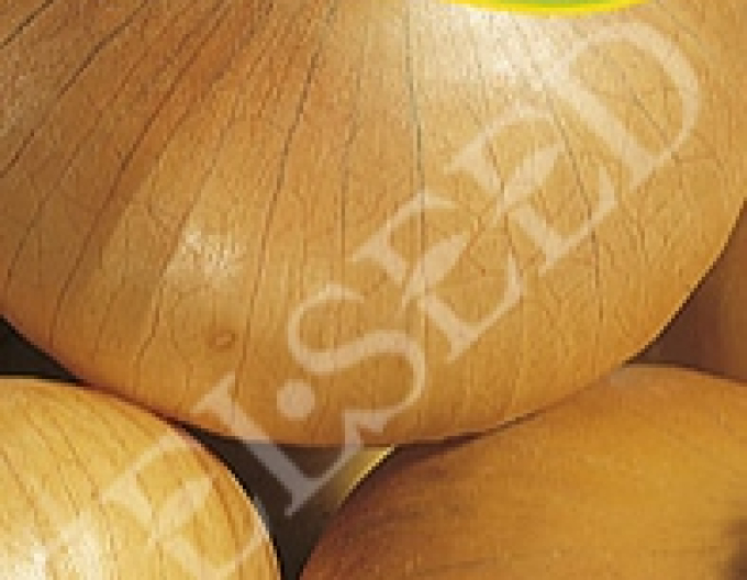Zelseed Zwiebel Augusta