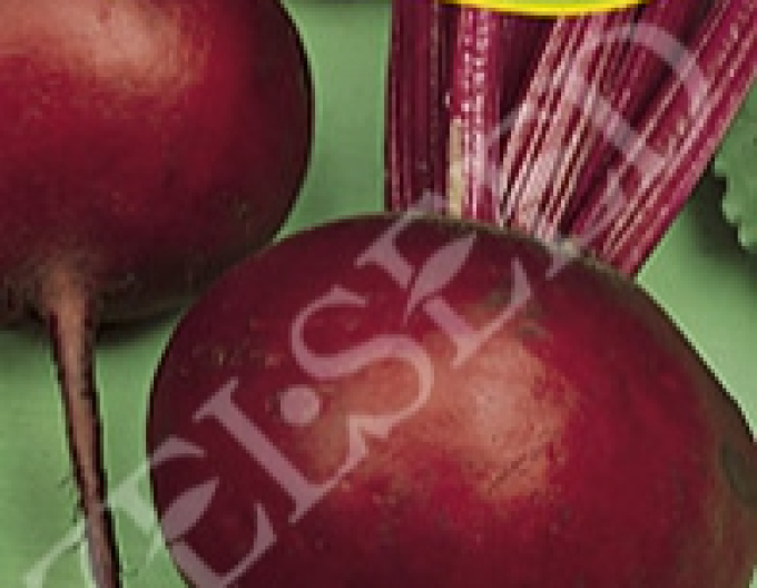 Zelseed Rote Bete Red round