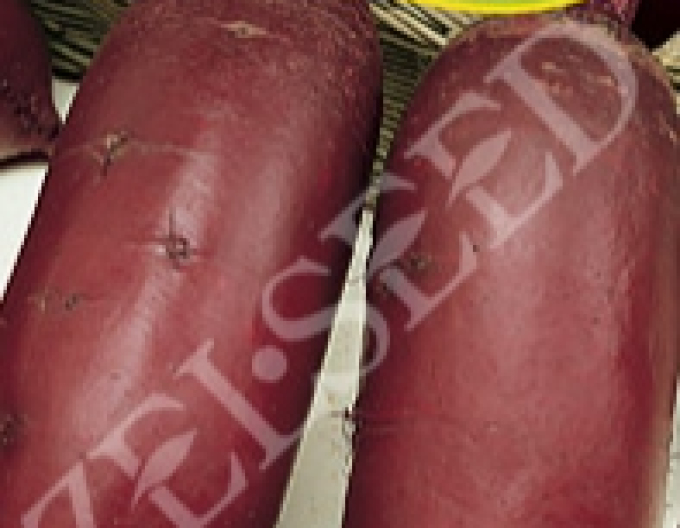 Zelseed Rote Bete Renova