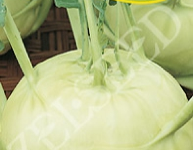 Zelseed Kohlrabi Troja F1