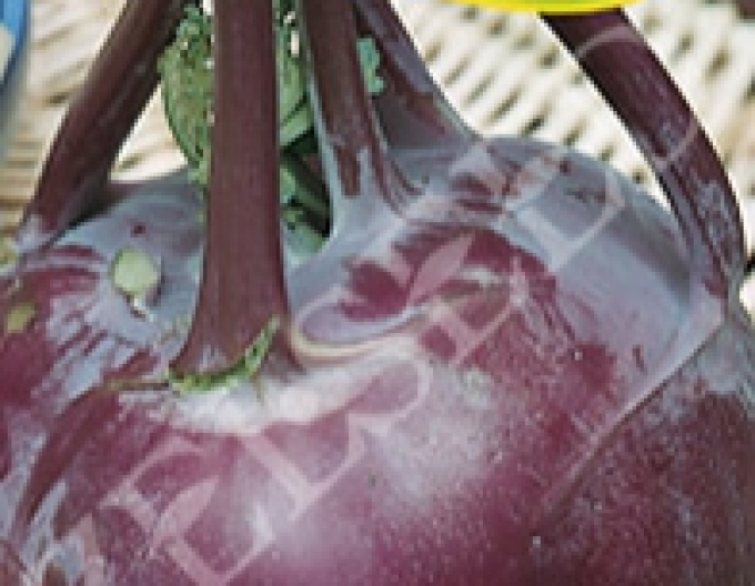 Zelseed Kohlrabi Violeta