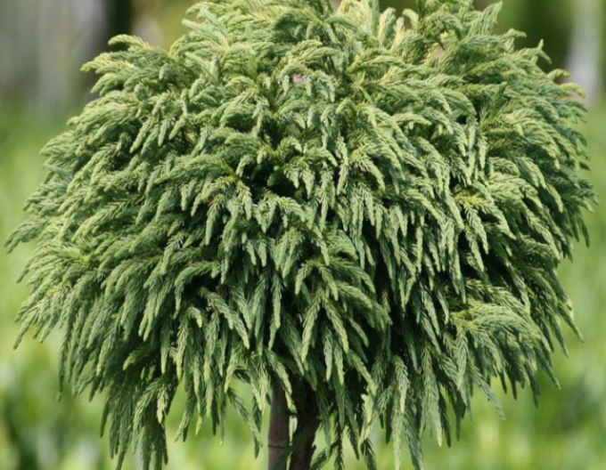 Cryptomeria japonica Elegans am Stiel